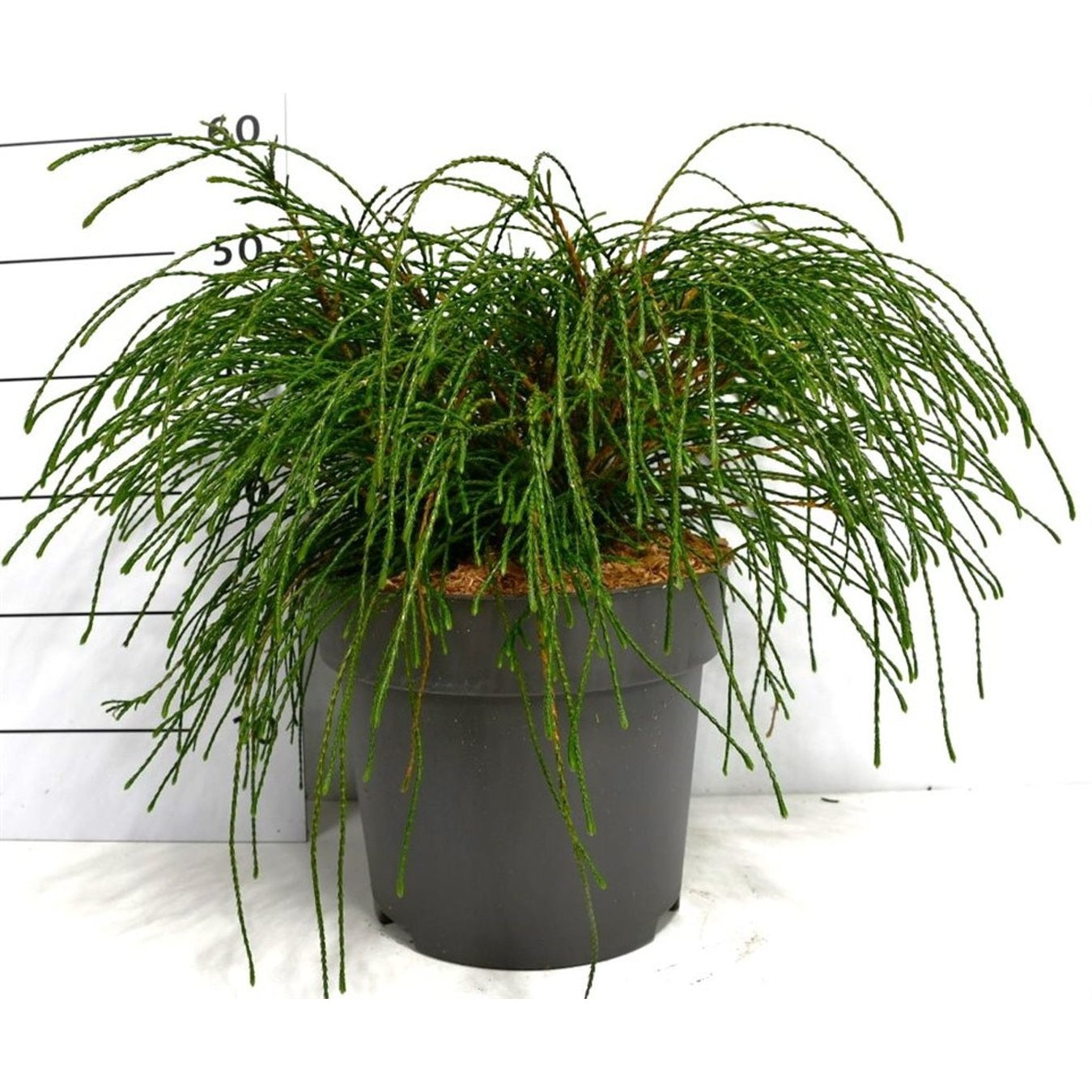 Thuja – Thuja plicata 'Whipcord' - C12 50-60 cm.